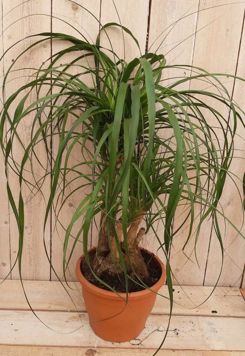 https://cdn.warentuin.nl/media/catalog/product/K/a/Kamerplant_Beaucarnea_recuvata_gedeelde_stam_50_cm_Warentuin_Natuurlijk_fefb.jpg