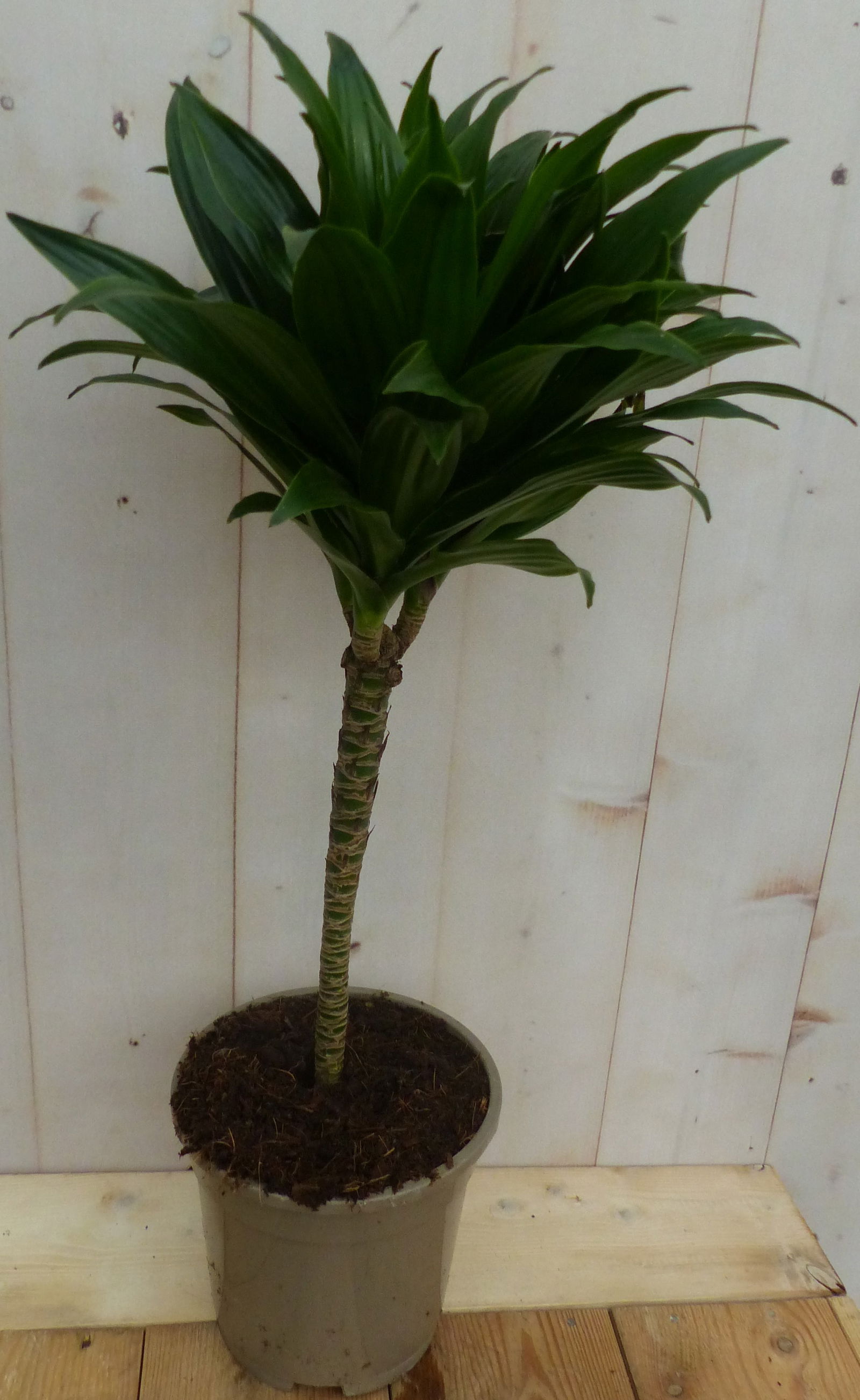 https://cdn.warentuin.nl/media/catalog/product/K/a/Kamerplant_Drakenbloedboom_Dracaena_Compacta_60_cm_Warentuin_Natuurlijk_4769.JPG
