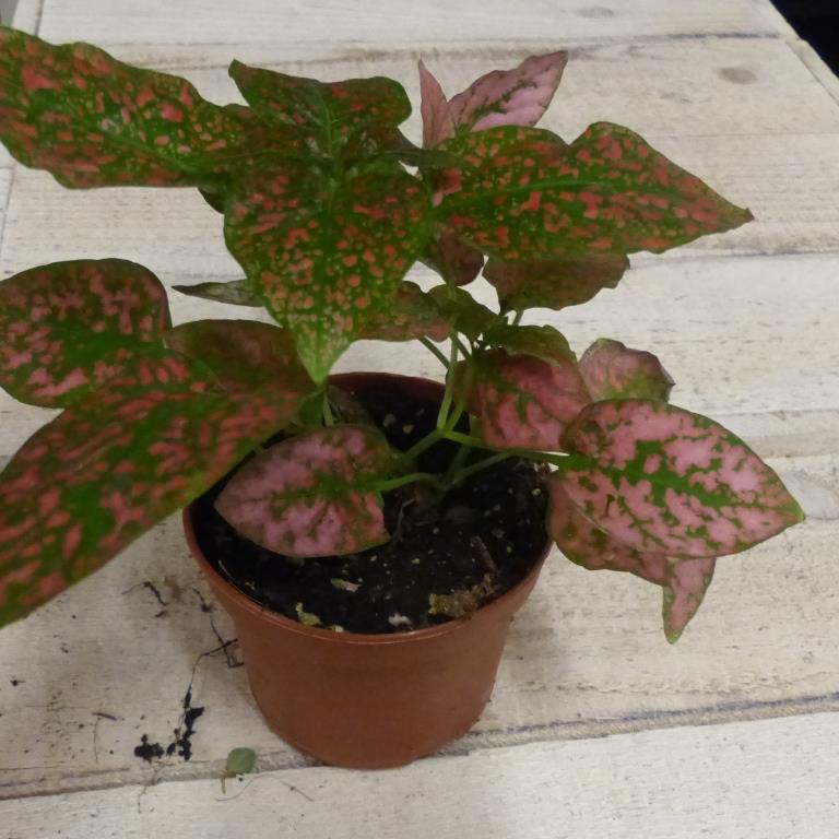 https://cdn.warentuin.nl/media/catalog/product/K/a/Kamerplant_Hypoestes_rood_Warentuin_Natuurlijk_7823.JPG