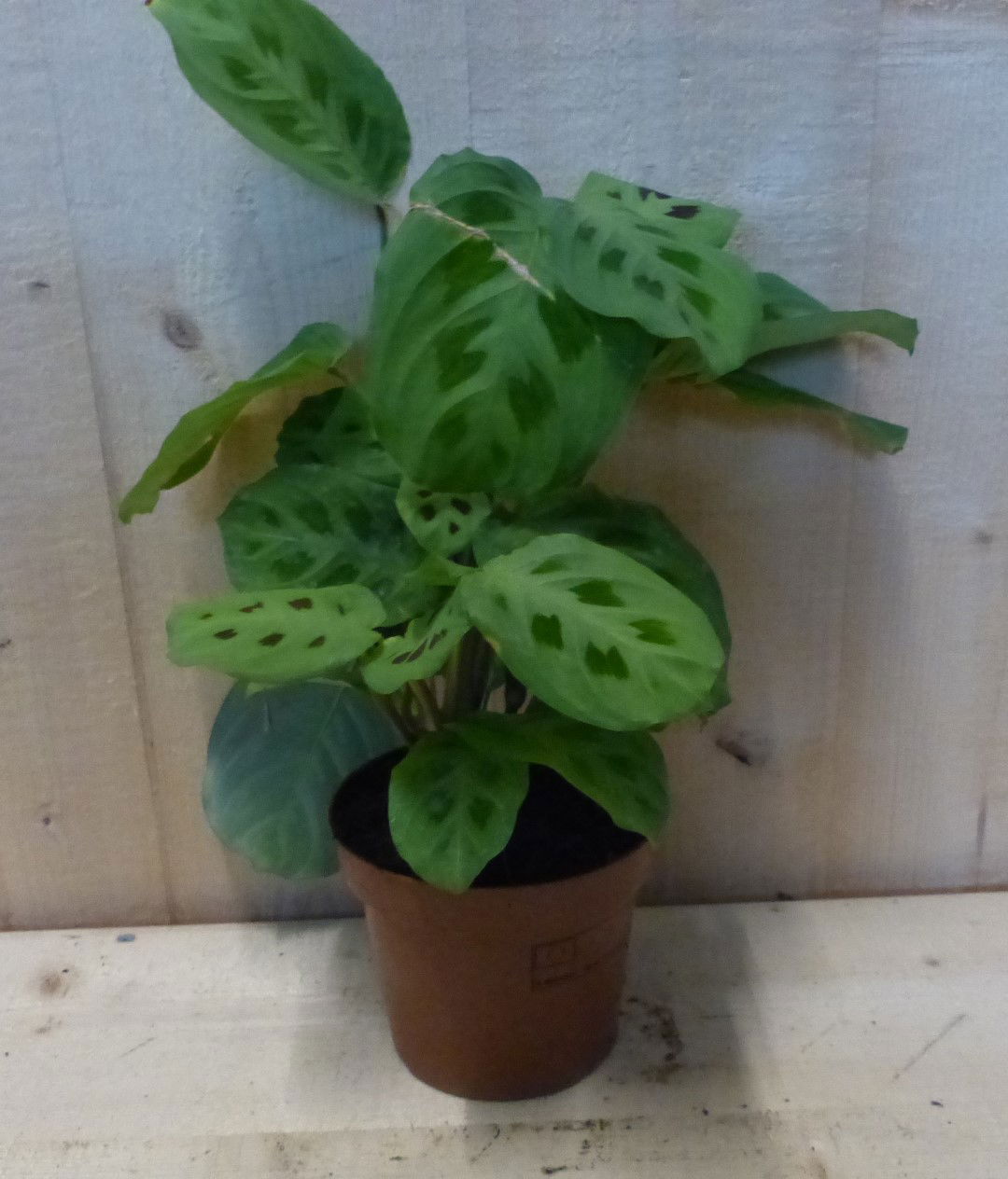 https://cdn.warentuin.nl/media/catalog/product/K/a/Kamerplant_Maranta_Leuconeura_Kerchoveana_Tiengebodenplant_Warentuin_Natuurlijk_c56e.JPG