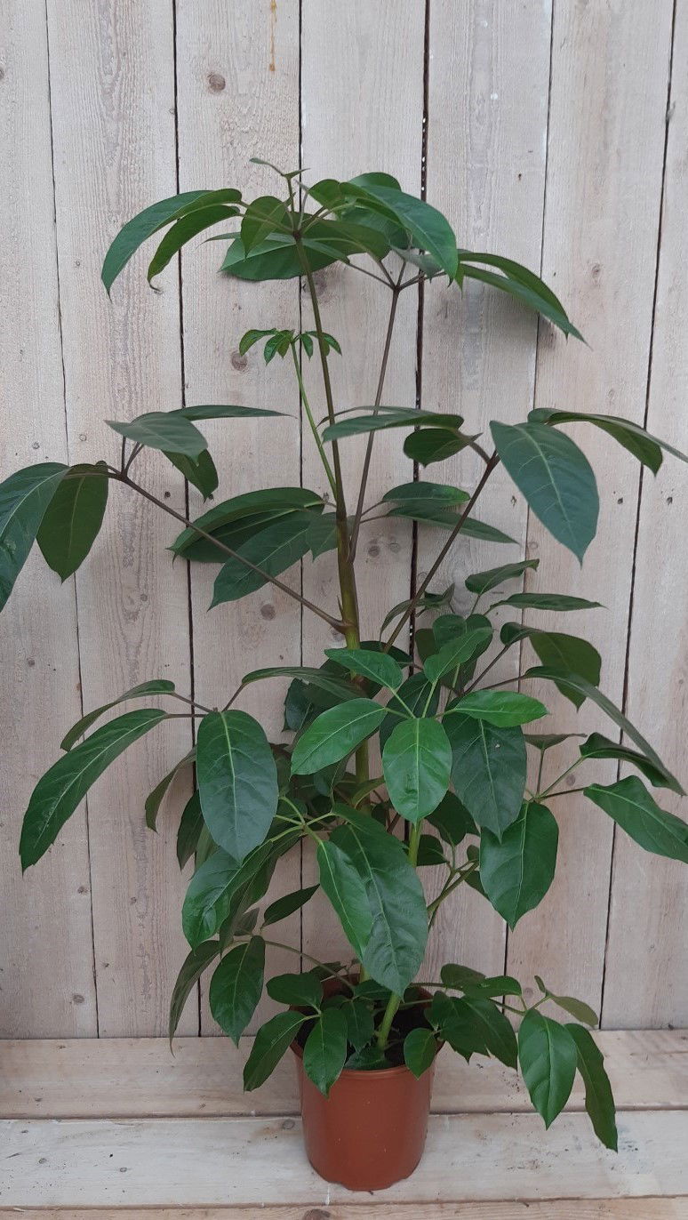 https://cdn.warentuin.nl/media/catalog/product/K/a/Kamerplant_Schefflera_Amate_Warentuin_Natuurlijk_1_66a6.jpg
