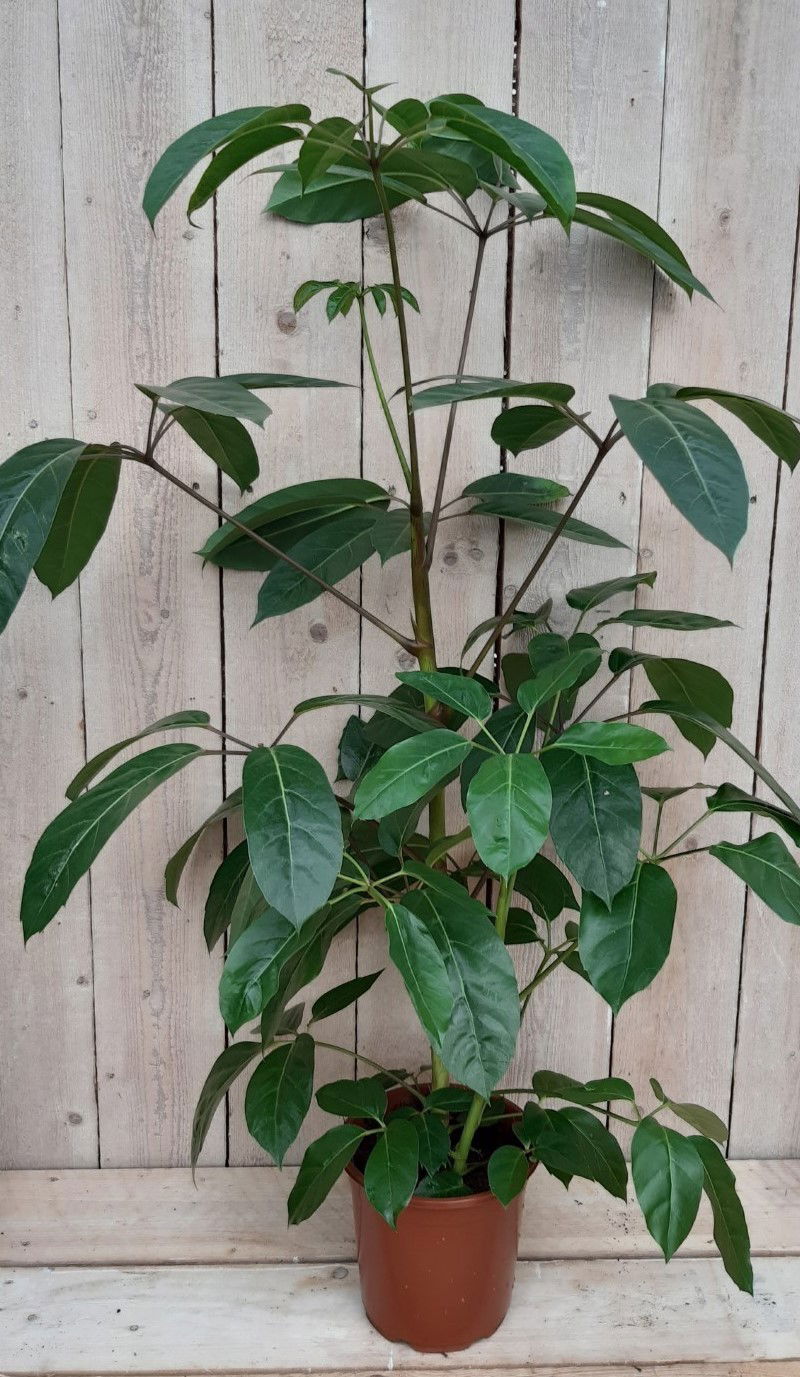 https://cdn.warentuin.nl/media/catalog/product/K/a/Kamerplant_Schefflera_Amate_Warentuin_Natuurlijk_2_6509.jpg