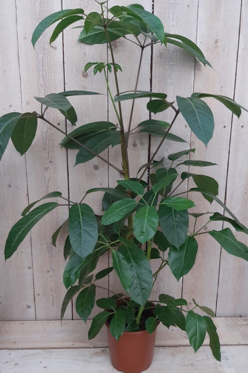 https://cdn.warentuin.nl/media/catalog/product/K/a/Kamerplant_Schefflera_Amate_Warentuin_Natuurlijk_8edd.jpg