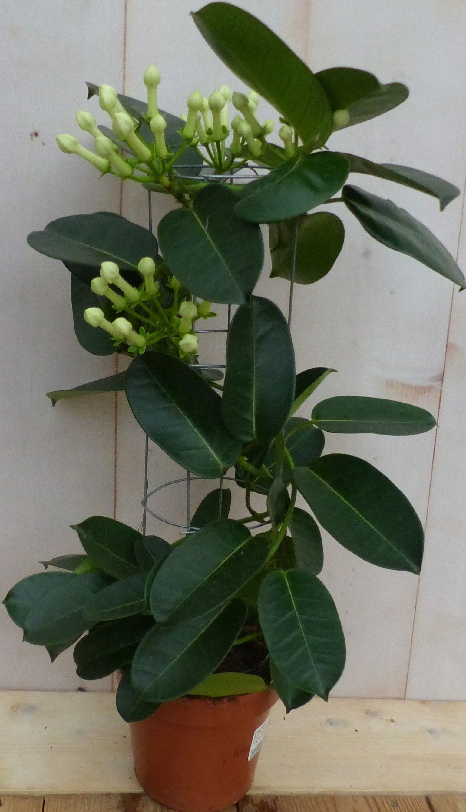 Stephanotis Floribunda Warentuin Natuurlijk