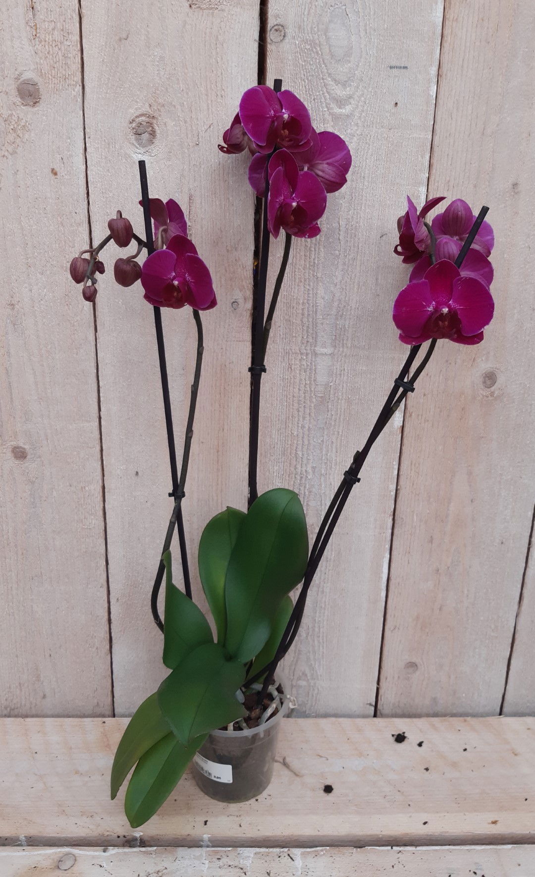 https://cdn.warentuin.nl/media/catalog/product/K/a/Kamerplant_Vlinderorchidee_phalaenopsis_roze_3_takken_Warentuin_Natuurlijk_1_1bad.jpg
