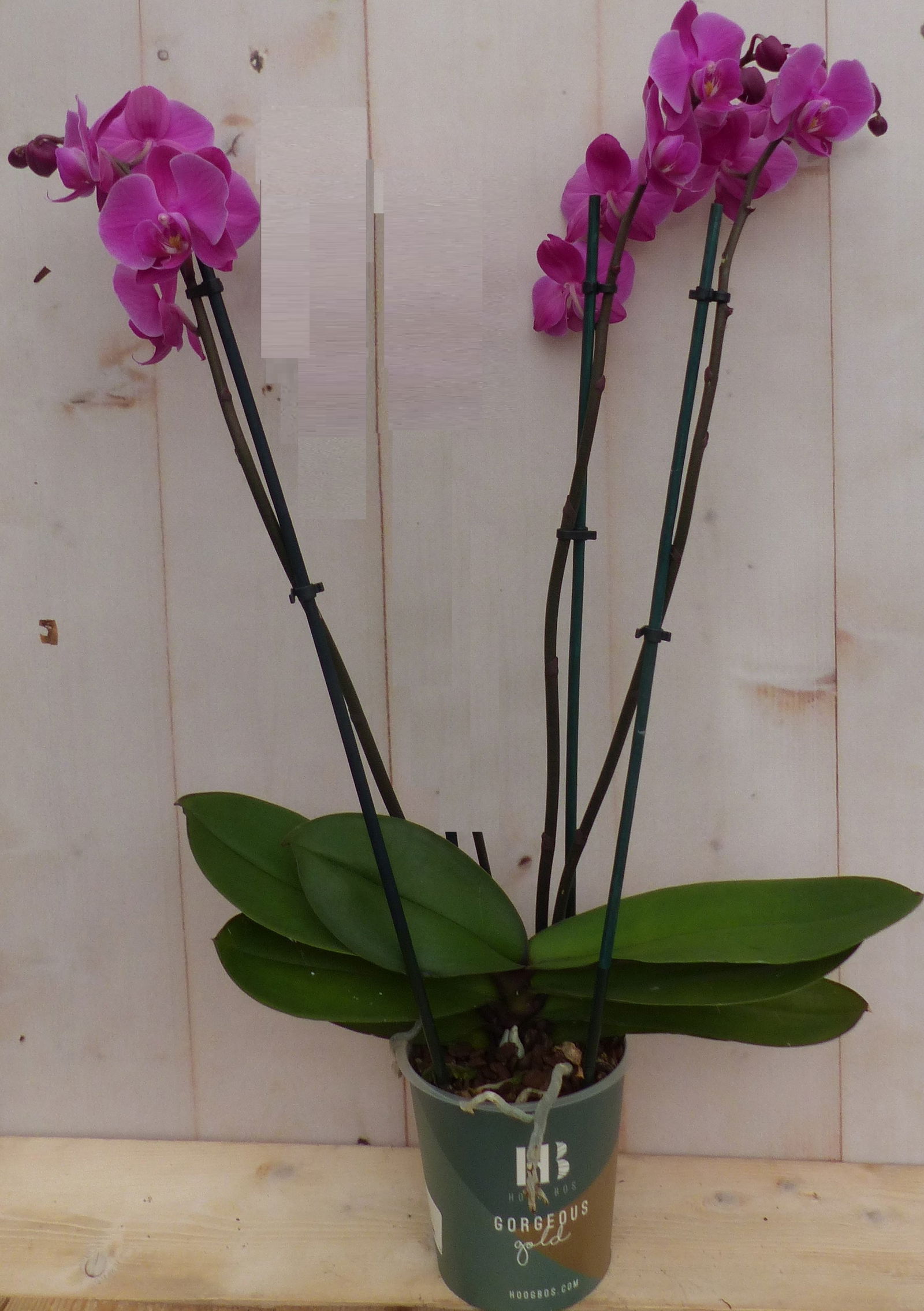 https://cdn.warentuin.nl/media/catalog/product/K/a/Kamerplant_Vlinderorchidee_phalaenopsis_roze_3_takken_Warentuin_Natuurlijk_1_b089.JPG