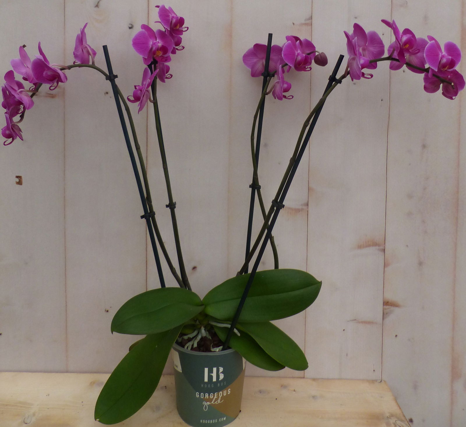 https://cdn.warentuin.nl/media/catalog/product/K/a/Kamerplant_Vlinderorchidee_phalaenopsis_roze_4_takken_Warentuin_Natuurlijk_1_59b9.JPG