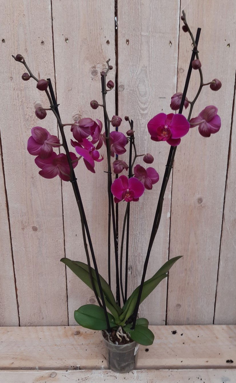 https://cdn.warentuin.nl/media/catalog/product/K/a/Kamerplant_Vlinderorchidee_phalaenopsis_roze_4_takken_Warentuin_Natuurlijk_1_927f.jpg
