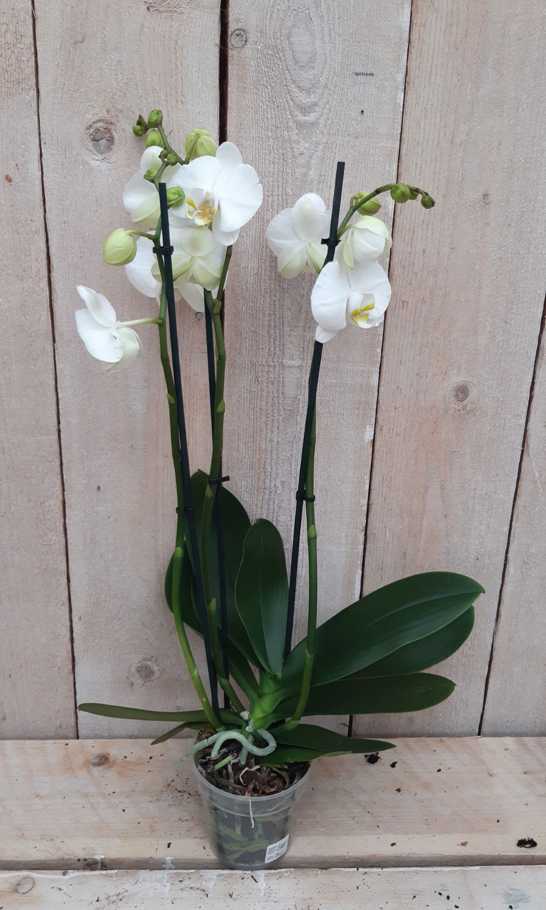 https://cdn.warentuin.nl/media/catalog/product/K/a/Kamerplant_Vlinderorchidee_phalaenopsis_wit_3_takken_Warentuin_Natuurlijk_1_241a.jpg