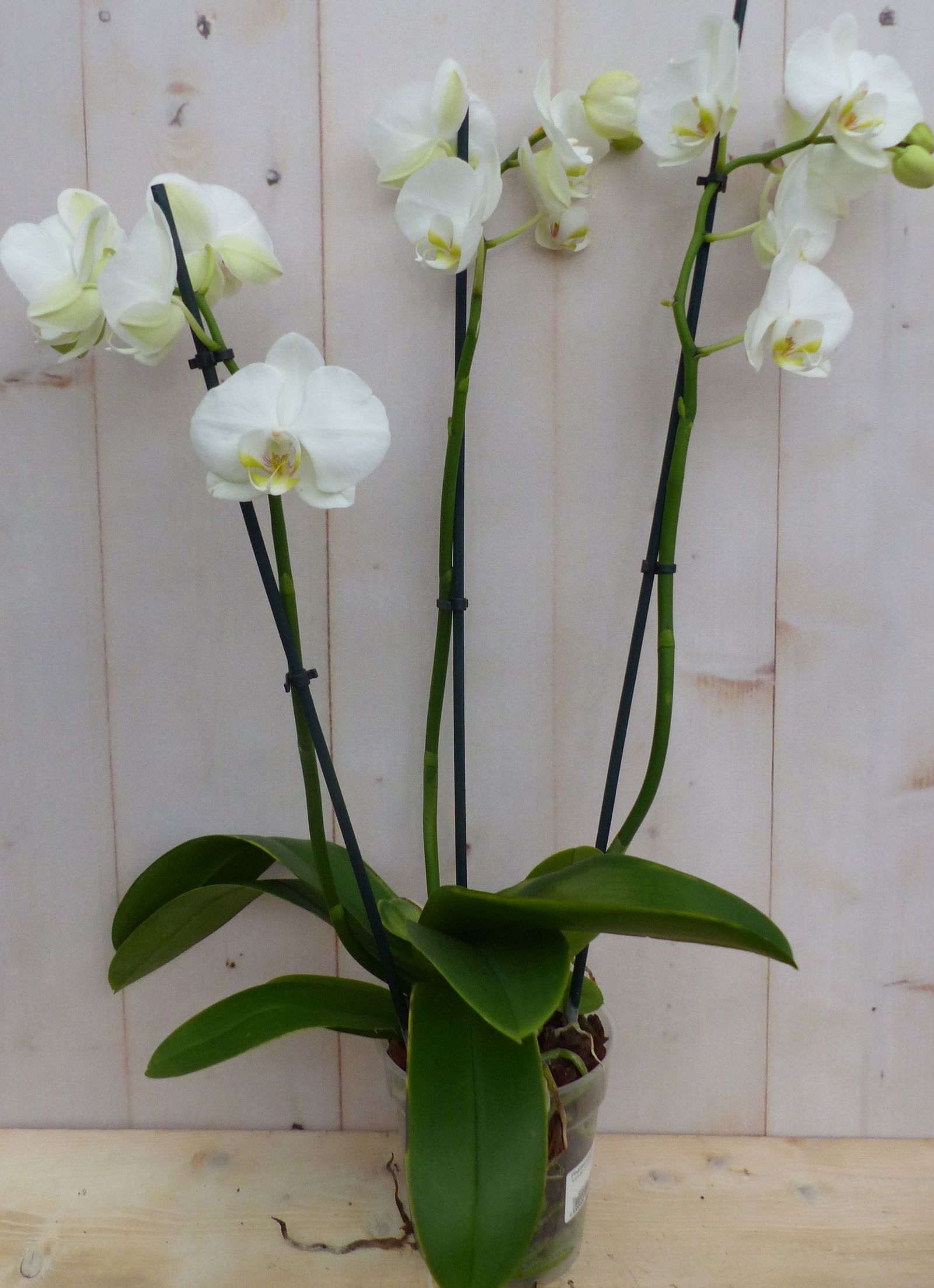 https://cdn.warentuin.nl/media/catalog/product/K/a/Kamerplant_Vlinderorchidee_phalaenopsis_wit_3_takken_Warentuin_Natuurlijk___7e38.JPG
