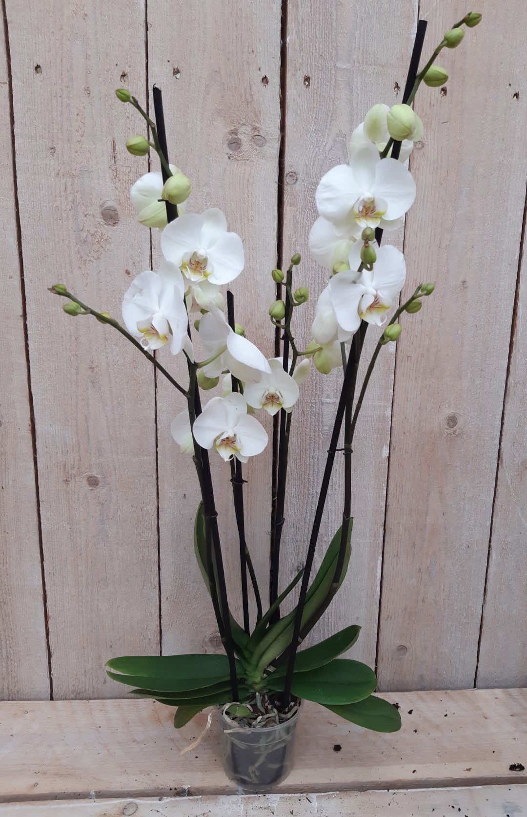 https://cdn.warentuin.nl/media/catalog/product/K/a/Kamerplant_Vlinderorchidee_phalaenopsis_wit_4_takken_Warentuin_Natuurlijk_1_64ad.jpg