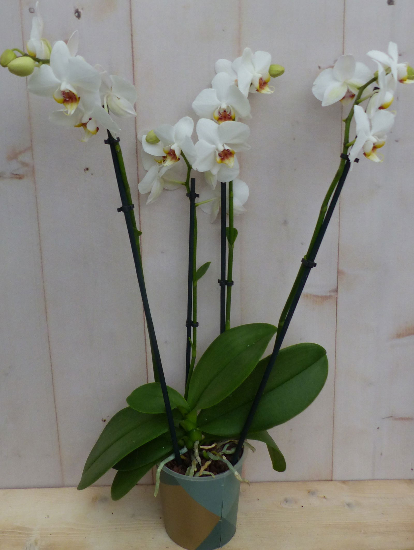 https://cdn.warentuin.nl/media/catalog/product/K/a/Kamerplant_Vlinderorchidee_phalaenopsis_wit_4_takken_Warentuin_Natuurlijk_1_d0ad.JPG