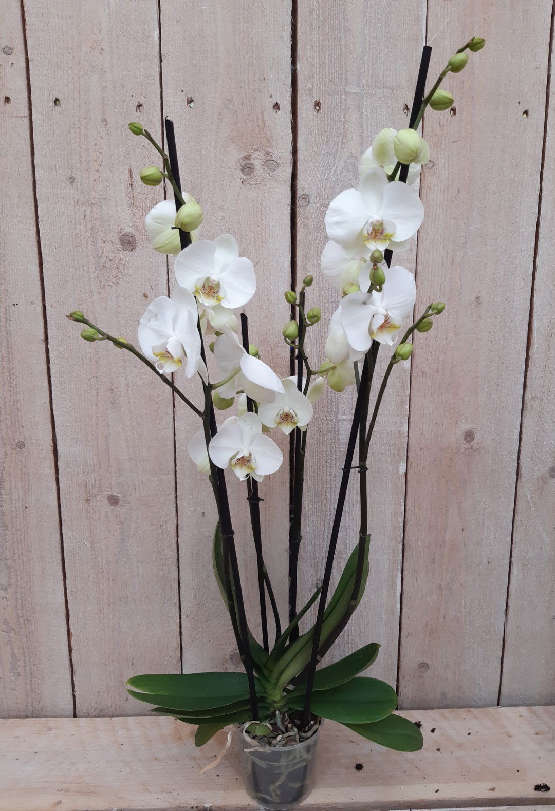 https://cdn.warentuin.nl/media/catalog/product/K/a/Kamerplant_Vlinderorchidee_phalaenopsis_wit_4_takken_Warentuin_Natuurlijk_2_7c8f.jpg