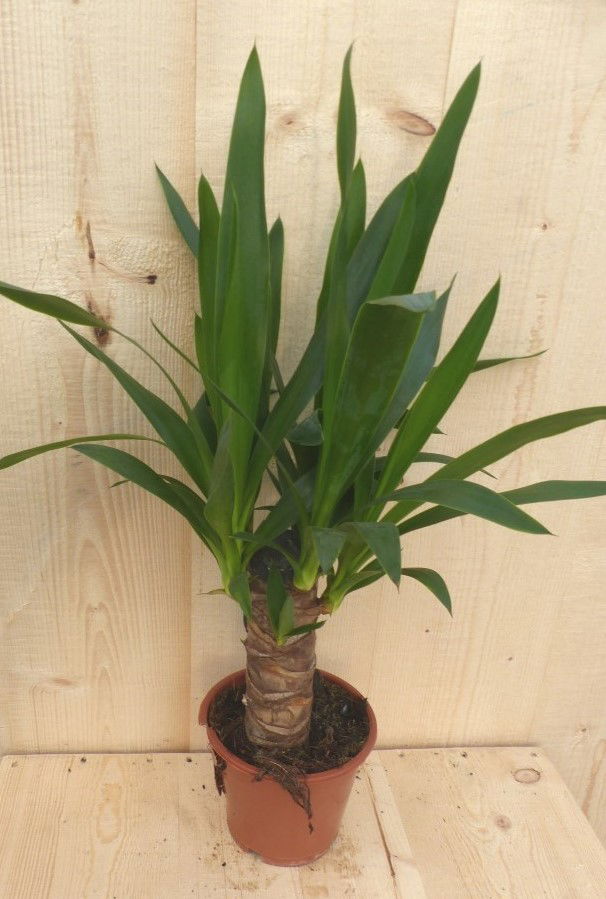 https://cdn.warentuin.nl/media/catalog/product/K/a/Kamerplant_Yucca_60_cm_Warentuin_Natuurlijk_1_05fe.JPG
