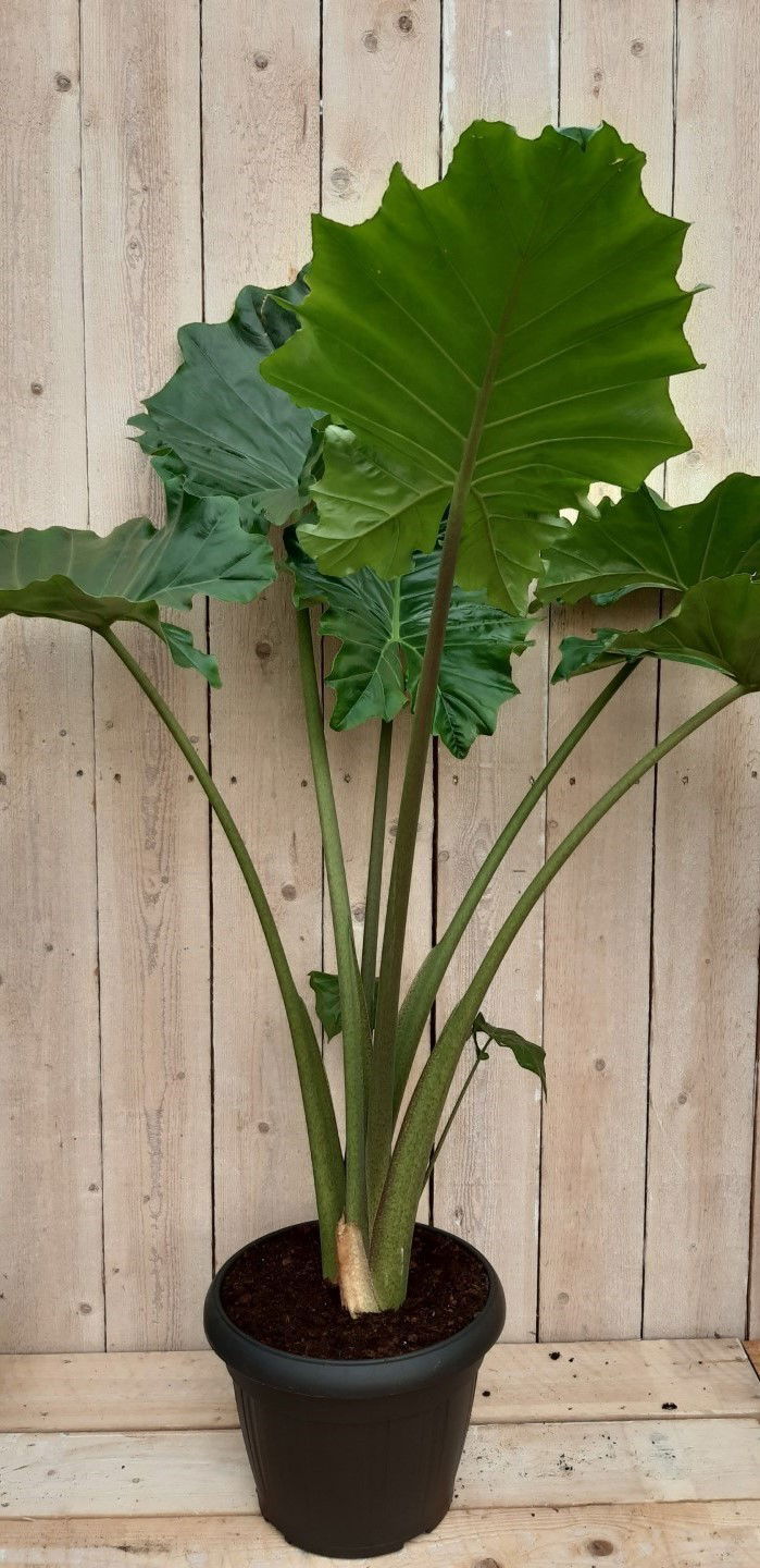 Kamerplant Zebrina Sarian 100 cm - Warentuin Natuurlijk