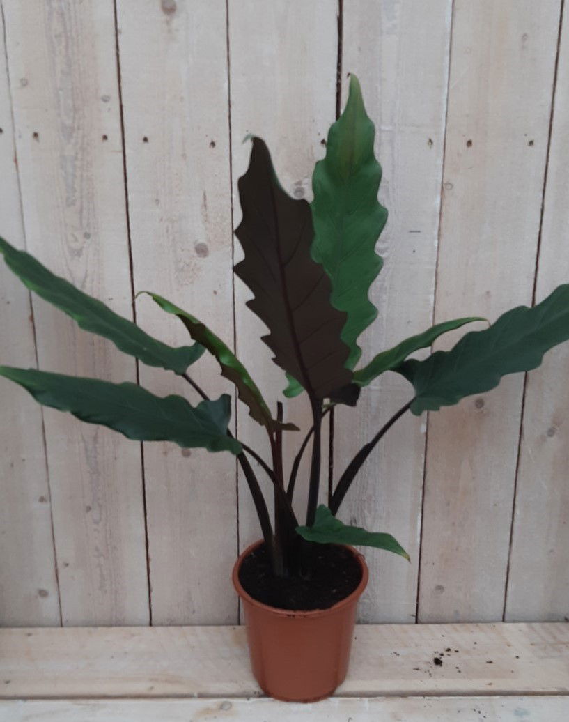 Kamerplant Zebrina Sarian 50 cm - Warentuin Natuurlijk