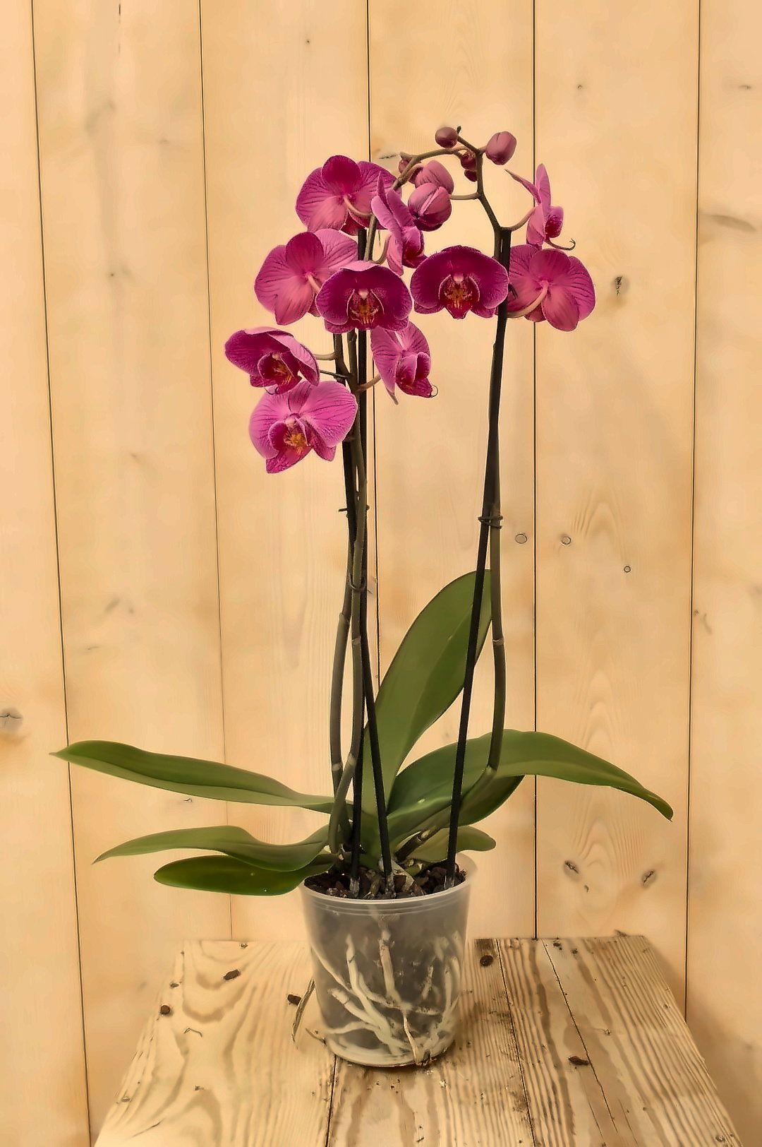 Vlinderorchidee Twee Takken roze 60 cm Phalaenopsis Warentuin Natuurlijk - Warentuin natuurlijk