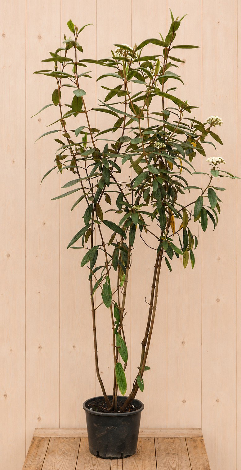 Viburnum myrt. H220 cm stamhoogte 160 cm Warentuin Natuurlijk - Warentuin natuurlijk