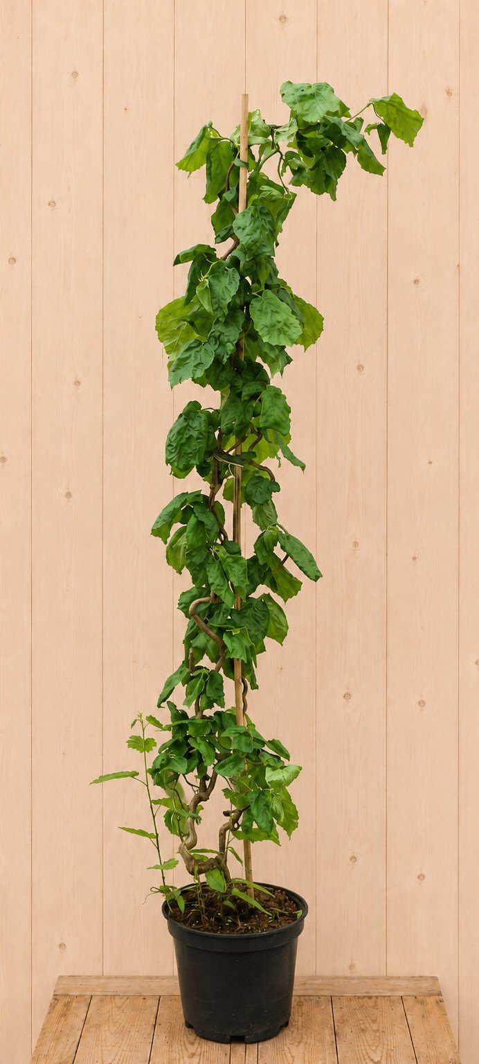 Corylus avellana 'Contorta' 170 cm stamhoogte 140 cm Warentuin Natuurlijk - Warentuin natuurlijk