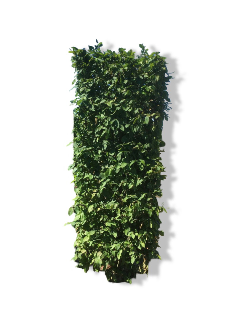 https://cdn.warentuin.nl/media/catalog/product/L/E/LEVE6144561335245_01_quickhedge_kant_klaar_haag_carpinus_betulus_purpurea_blokh_65b7.jpg