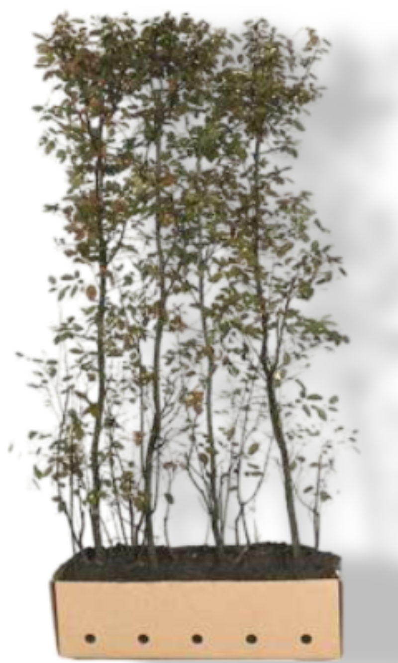https://cdn.warentuin.nl/media/catalog/product/L/E/LEVE6144561336882_01_quickhedge_kant_klaar_haag_amelanchier_lamar_fdd4.jpg