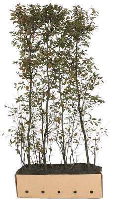 https://cdn.warentuin.nl/media/catalog/product/L/E/LEVE6144561336882_kant_klaar_haag_amelanchier_lamarckii_200_x_100_cm_amerikaans_9e40.jpg