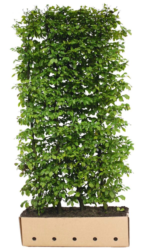 Carpinus betulus Fastigiata Quickhedge