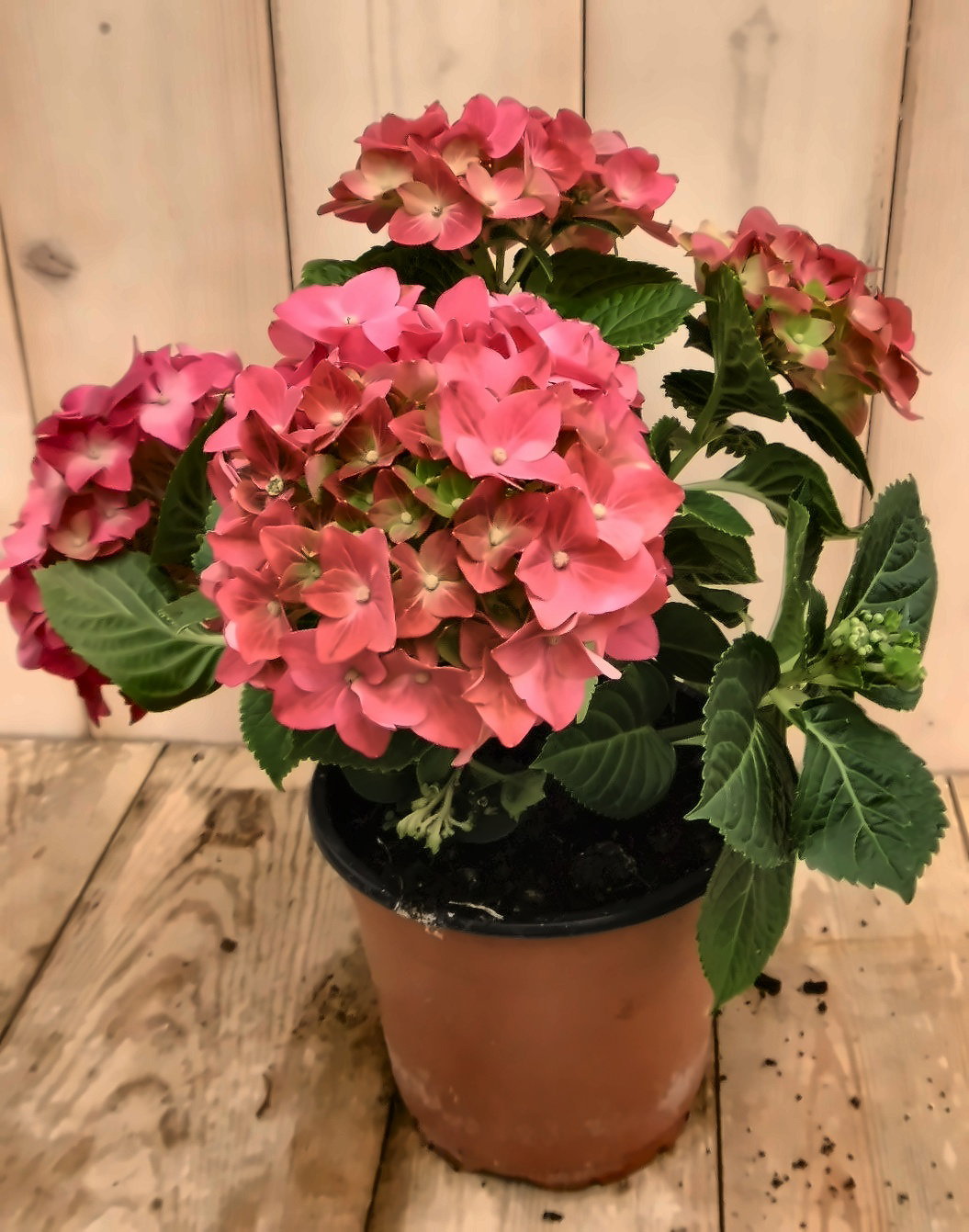 Warentuin natuurlijk Hortensia Hydrangea Roze 30 - 40 cm 4 tot 6 bloemen  - 