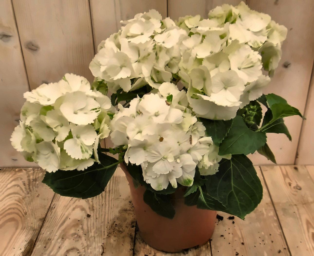Warentuin natuurlijk Hortensia Hyndragea Wit 30 - 40 cm 4 tot 6 bloemen  - 