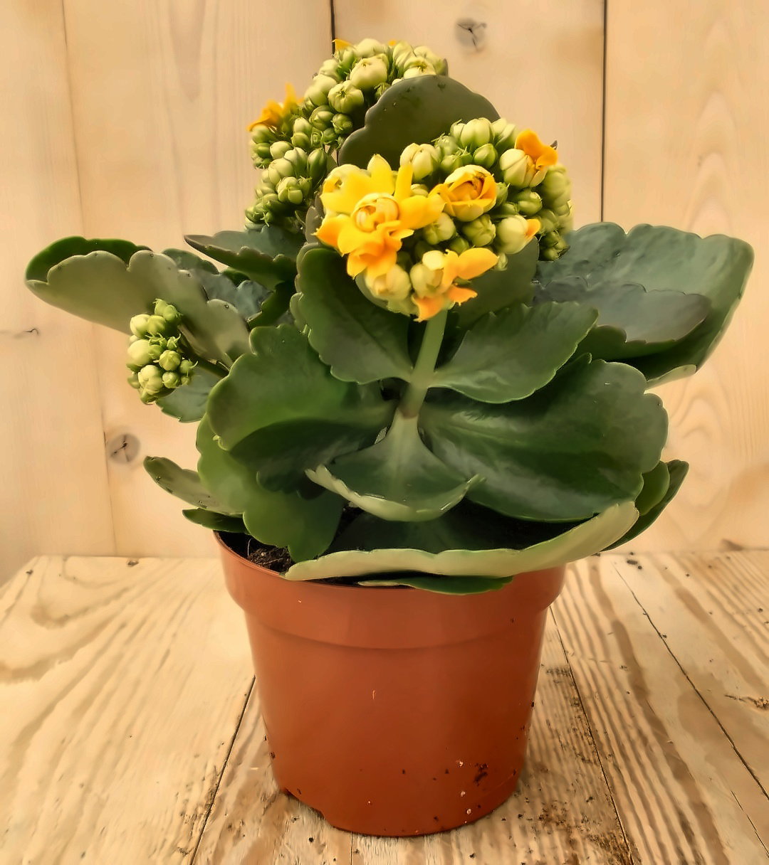 2 stuks! Kalanchoe Oranje/Geel Warentuin Natuurlijk - Warentuin natuurlijk