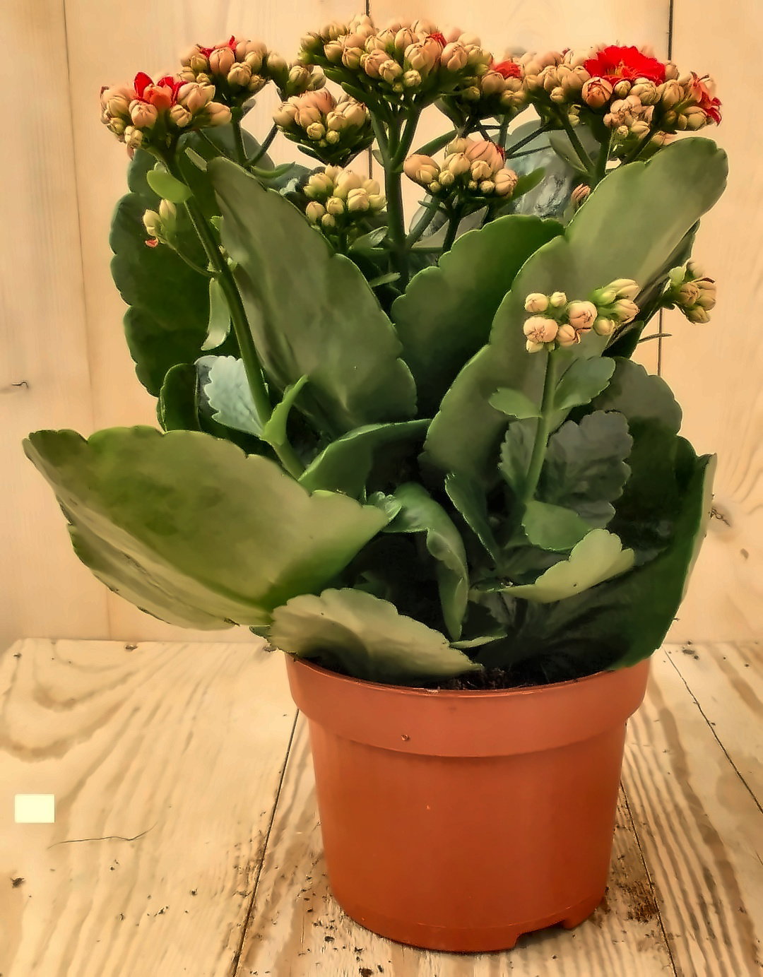 2 stuks! Kalanchoe rood Warentuin Natuurlijk - Warentuin natuurlijk