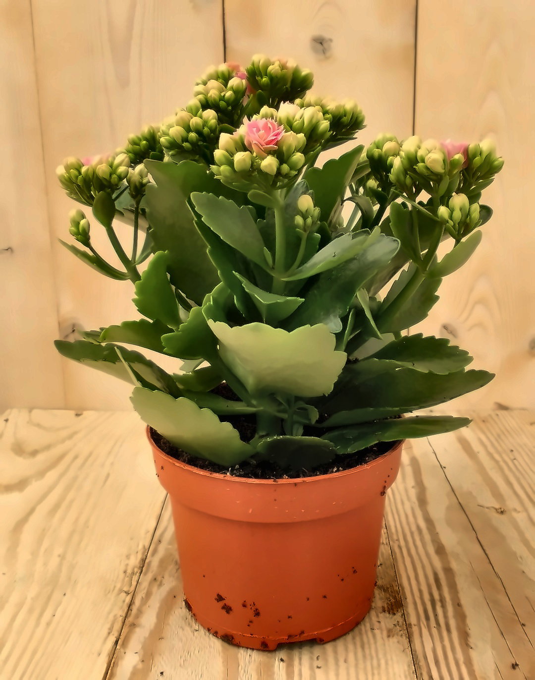 2 stuks! Kalanchoe roze Warentuin Natuurlijk - Warentuin natuurlijk