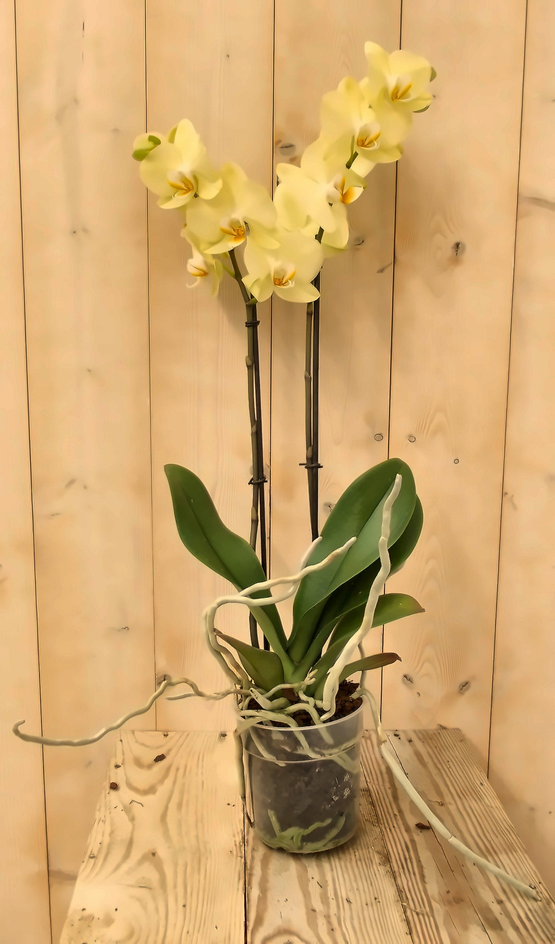 Vlinderorchidee Twee Takken geel 60 cm Phalaenopsis Warentuin Natuurlijk - Warentuin natuurlijk