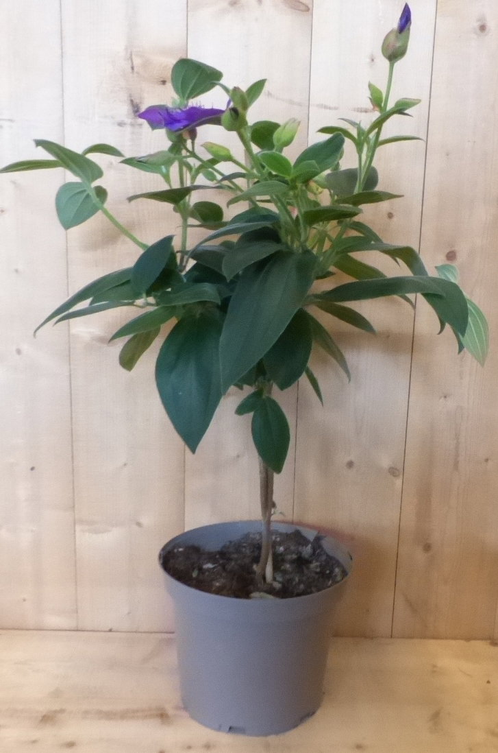 Spinnenbloem Tibouchina Urvilleana totale hoogte 90 cm totaal kuipplant Pleroma Warentuin Natuurlijk - Warentuin natuurlijk