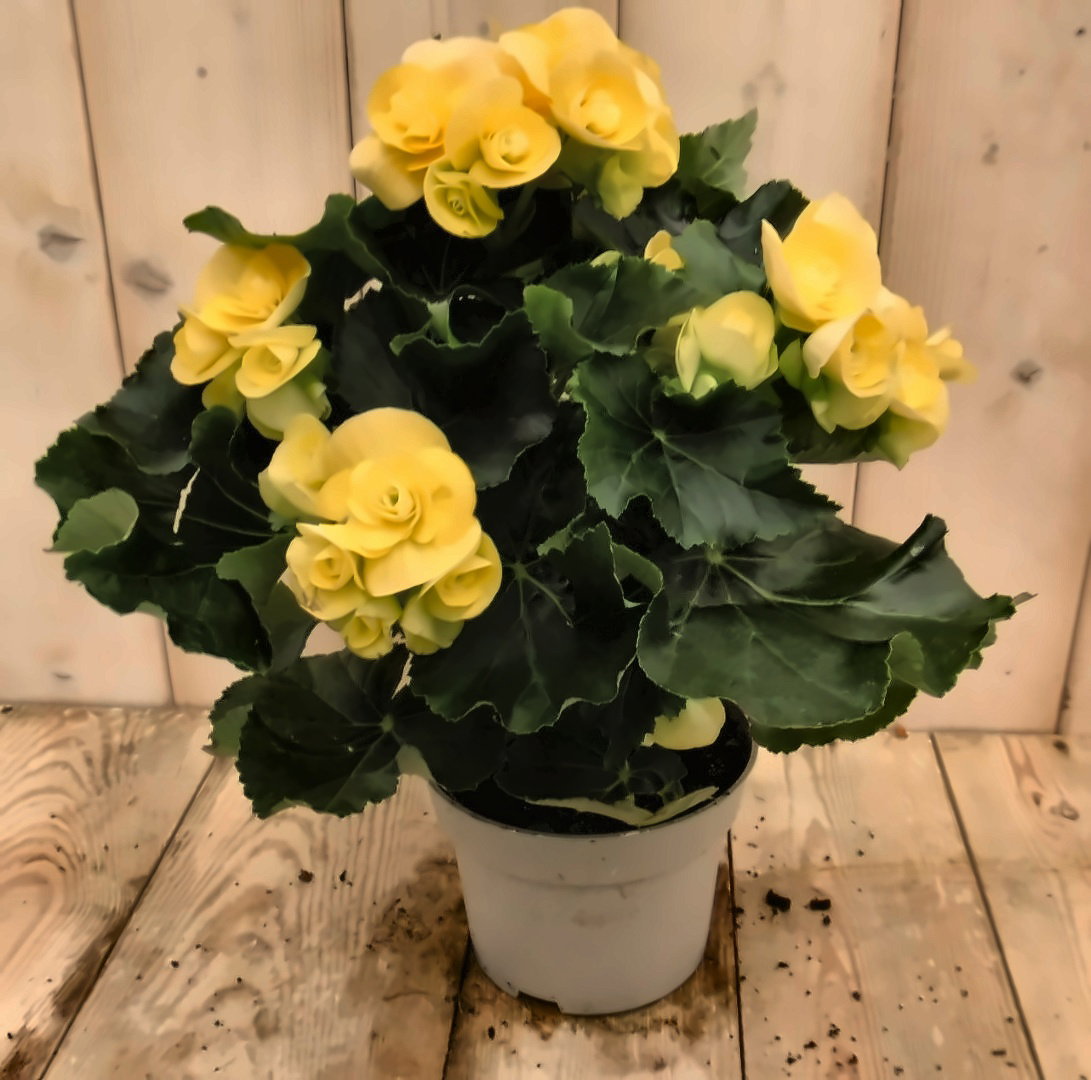 Warentuin natuurlijk Begonia dubbelbloemig geel kamerplant  - 