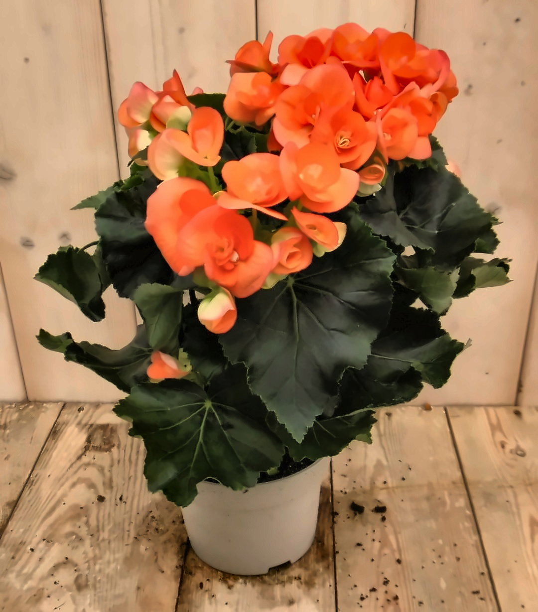 Warentuin natuurlijk Begonia dubbelbloemig oranje kamerplant  - 