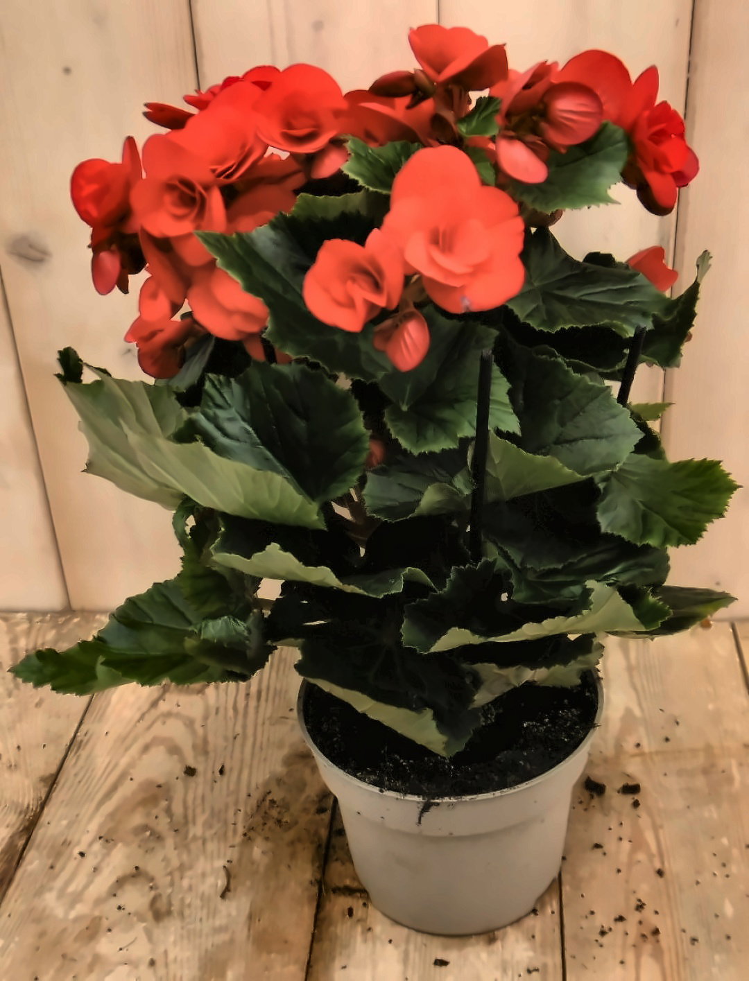 Warentuin natuurlijk Begonia dubbelbloemig rood kamerplant  - 