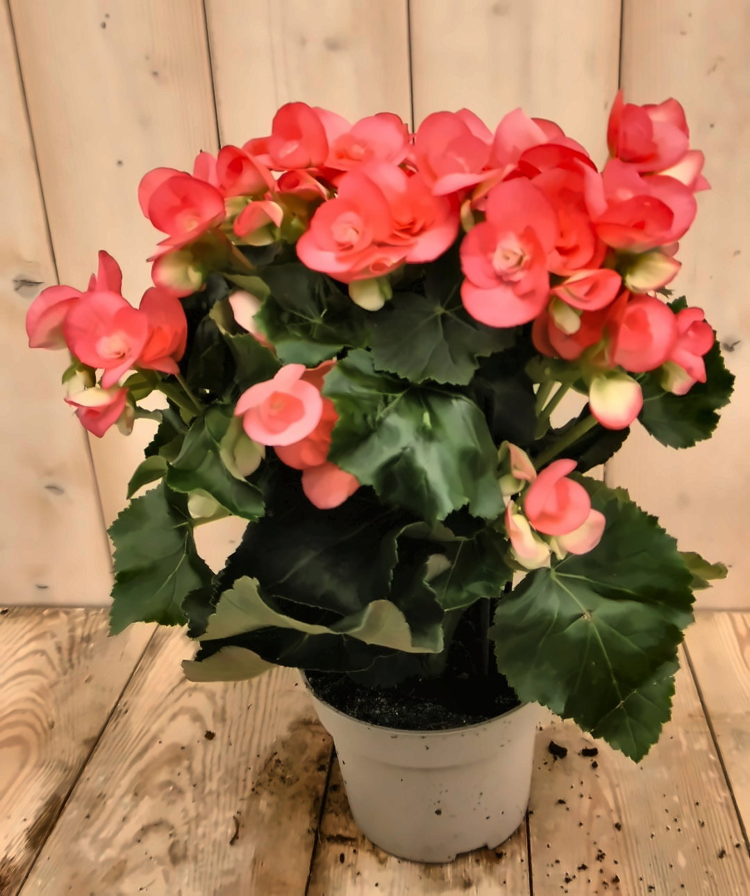Warentuin natuurlijk Begonia dubbelbloemig roze kamerplant  - 