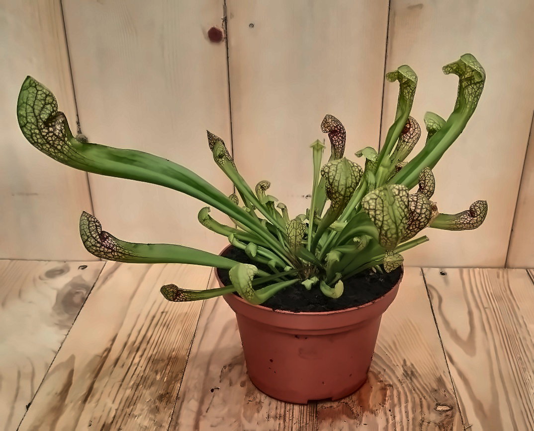 3 stuks! Vleesetende plant Trompetbekerplant Sarracenia Warentuin Natuurlijk - Warentuin natuurlijk