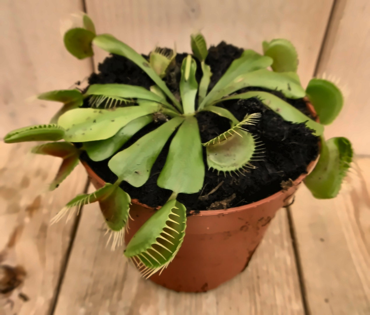 3 stuks! Vleesetende plant Venusvliegenvanger Dionaea Warentuin Natuurlijk - Warentuin natuurlijk