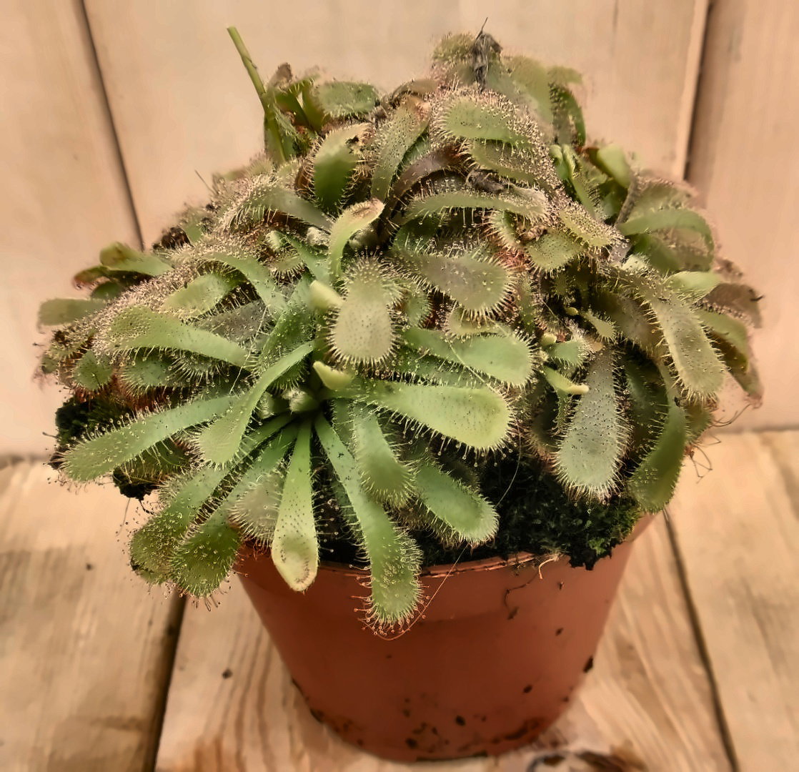 3 stuks! Vleesetende plant Drosera Aliciae Zonnedauw Warentuin Natuurlijk - Warentuin natuurlijk