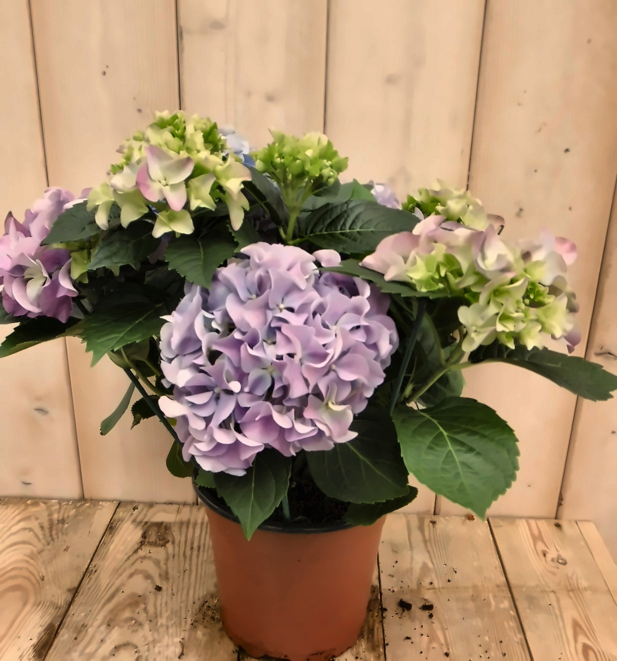 Warentuin natuurlijk Hortensia Hydrangea Blauw 30 - 40 cm 4 tot 6 bloemen Warentuin  - 