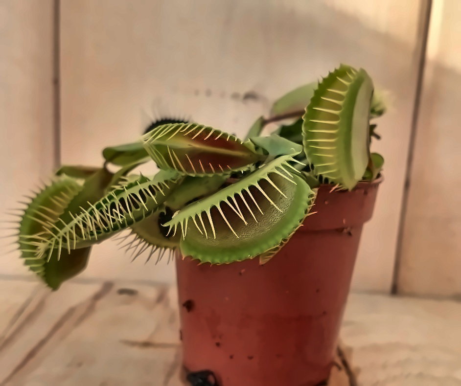 https://cdn.warentuin.nl/media/catalog/product/L/E/LEVE8149900040330_venusvliegenvanger_dionaea_2f11.jpg