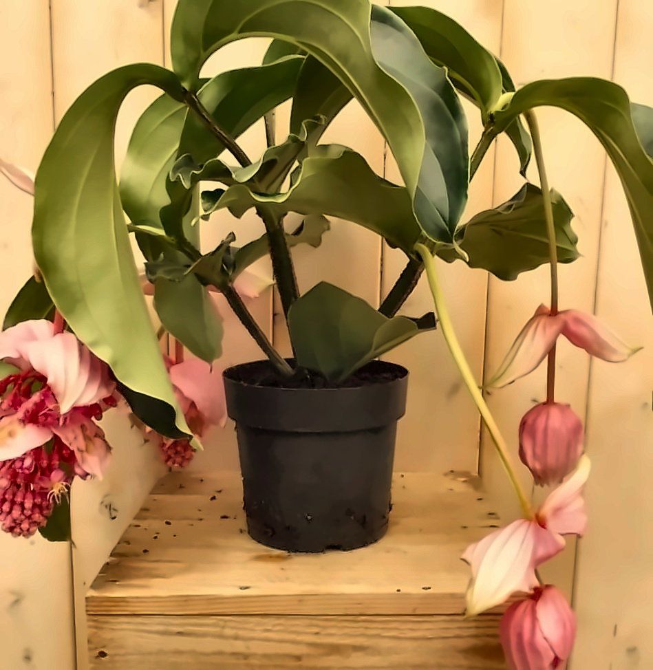 https://cdn.warentuin.nl/media/catalog/product/L/E/LEVE8149900040398_trosbloem_roze_b8b0.jpg