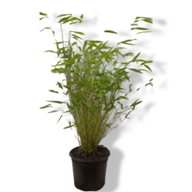 https://cdn.warentuin.nl/media/catalog/product/L/E/LEVE8149900040560_01_warentuin_natuurlijk_bamboe_niet_woekerend_120_cm_warentui_4380.jpg