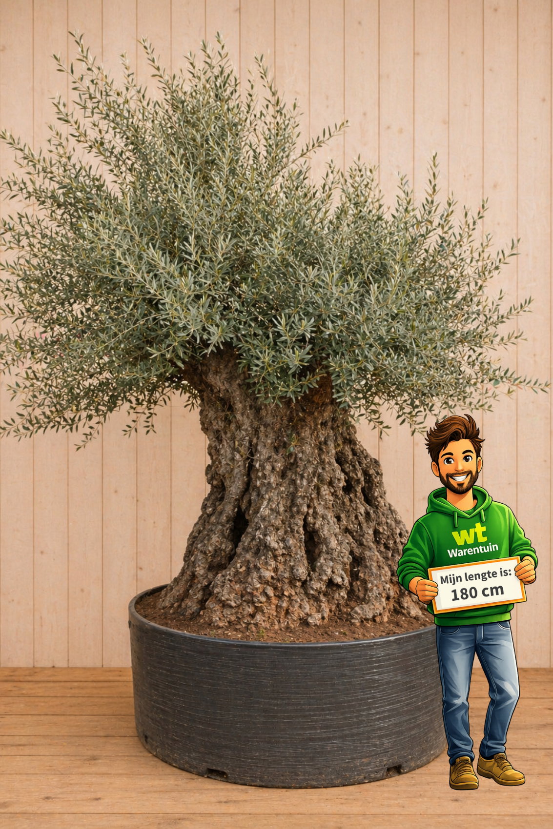 Reuze giga mega XXXL Olijfboom Olea 350 cm met mega dikke stam Warentuin Natuurlijk - Warentuin natuurlijk