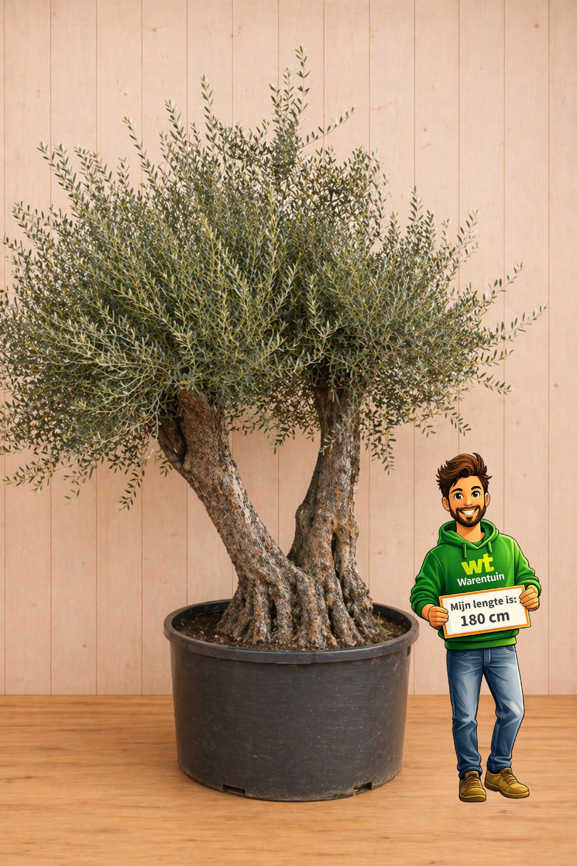 Olijfboom Olea 3 stammen, stamhoogte 100 cm en boomhoogte 350 cm Luxe Olijfboom Warentuin Natuurlijk - Warentuin natuurlijk