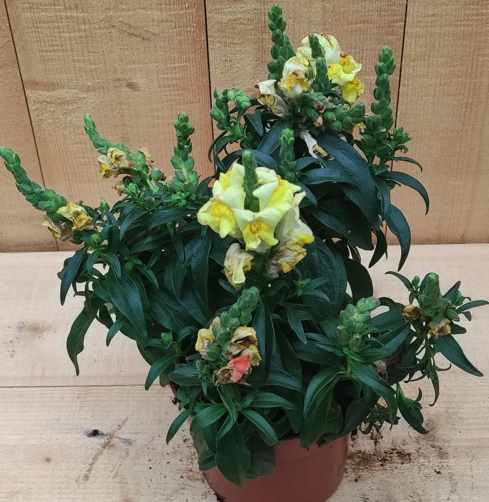 https://cdn.warentuin.nl/media/catalog/product/L/E/LEVE8149900041271_3_stuks__Leeuwenbek_Antirrhinum_eenjarig_geel_30_cm_Warentuin_79b3.jpg