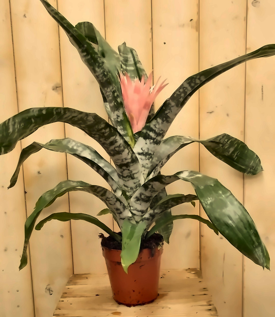 https://cdn.warentuin.nl/media/catalog/product/L/E/LEVE8149900041617_kokerbromelia_roze_f5a8.jpg
