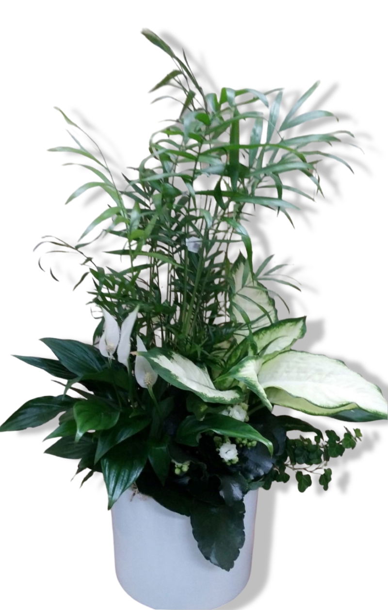 https://cdn.warentuin.nl/media/catalog/product/L/E/LEVE8149900041824_01_warentuin_natuurlijk_lepelplant_plantenbakje_5fc4.jpg